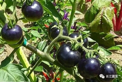 黑珍珠番茄——米可多强力膜育苗实例